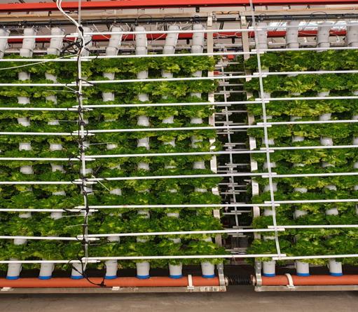 Vertical farming innovation with Grow Pipe India